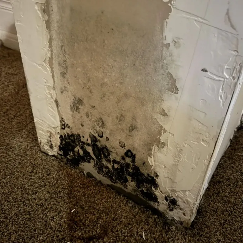 Professional Mold Removal in Baker, LA